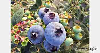Piekoogst voor Marokkaanse blauwe bessen van start