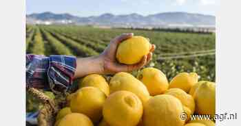 Verna citroenoogst van start in Spanje