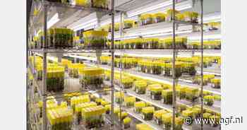 Technologie ontwikkeld voor weerbare bananen