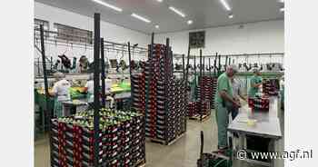 "Limemarkt stabiliseert na ongewoon lange prijsdip"