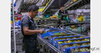 "Sapindustrie betaalt beter dan versmarkt voor kleine ananassen"