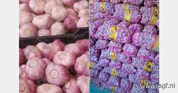 "Egyptische droge knoflook interessant voor Nederlandse markt"