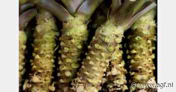 Voormalige vertical farm omgebouwd voor wasabiteelt