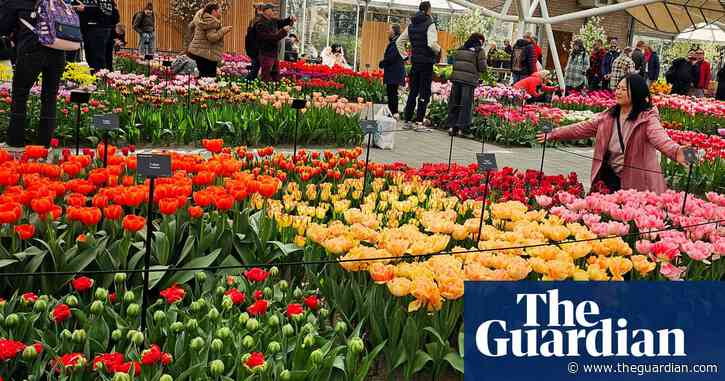 Renowned Dutch tulip garden makes space for selfie generation to bloom