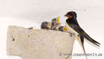 Zurück in der Stadt: Rauchschwalben und Mauersegler fliegen wieder durch Rosenheim
