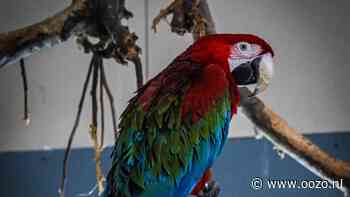 Papegaaienhandelaar Dennis J. moet half miljoen euro betalen vanwege illegale handel