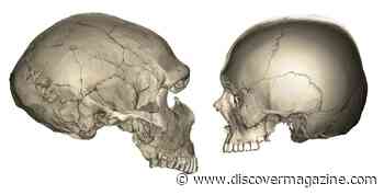 Neanderthals Continued to Grow into Adulthood — Even Their Faces