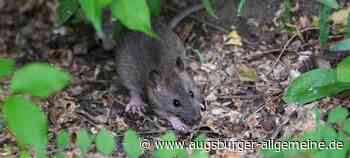 Hochwasser und wärmere Winter: Es gibt mehr Ratten in Augsburg