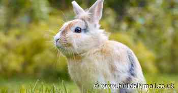 People urged to buy pets responsibly this Easter