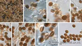 Shocking images reveal how your favourite holiday drink could KILL - man contracts fungus that left him brain dead