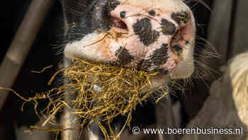 Weer nieuwe uitbraken MKZ in Hongarije