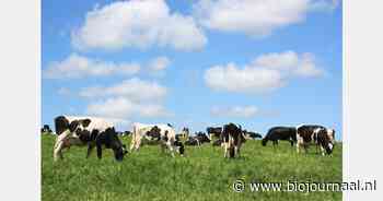 "Koeien fokken die 40% minder methaan uitstoten"