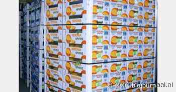 Bio meloenen uit Kreta voor Europese markt