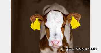 Mond-en-klauwzeer in Hongarije en Slowakije: "Scherp transporthygiëne aan"