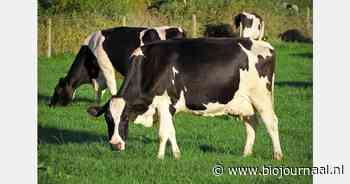"Biomelkprijs zit weer in de lift"