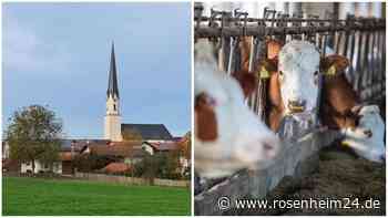 Nach Rinder-Drama in Griesstätt: Landtag lehnt Expertenanhörung ab