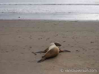 Fisheries Department monitoring toxic algae in B.C. waters as hundreds of dolphins, sea lions die in California