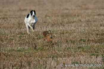 Convicted hare courser jailed for breaching criminal behaviour order