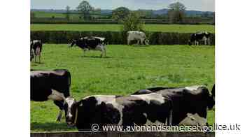 New online reporting form created for rural and wildlife crime