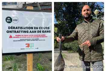 Rattenplaag is het grootst in Laken: “Onmiddellijk grootschalige operatie uitgevoerd”