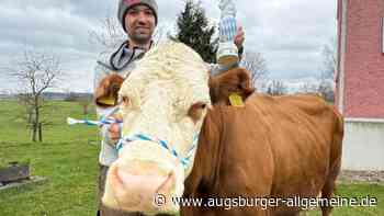 Bayerns schönste Kuh – immer noch: Lie ist der ganze Stolz des Gurrenhofs