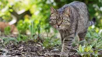 Katze in Senden angeschossen und verletzt: Polizei sucht Zeugen