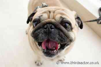 Petition to prevent Dogs Trust redundancies reaches over 3,500 signatures