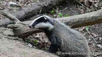 Frechdachs baut Damm an Bahnstrecke in Oberbayern – dann geht nichts mehr