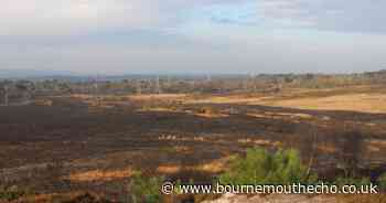 Wildlife suffocated and habitats destroyed in huge heath fires, says nature trust