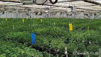 Berauschende Nische: In Lesotho blüht das Cannabis-Business