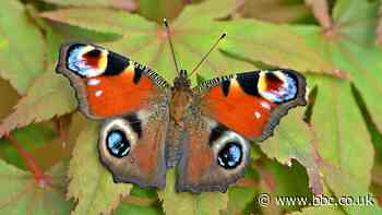 Butterflies: How to help combat dwindling numbers