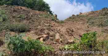 Three people ordered to pay £100,000 as Natural Resources Wales crackdown on illegal tree felling