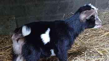 Zwergziege in Dormagen stirbt nach falscher Fütterung