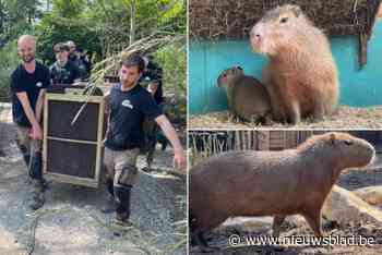 “Elke zoo wil nu zo’n schattig dier”: capibara-hype doet Bellewaerde kweken voor dierentuinen in heel Europa