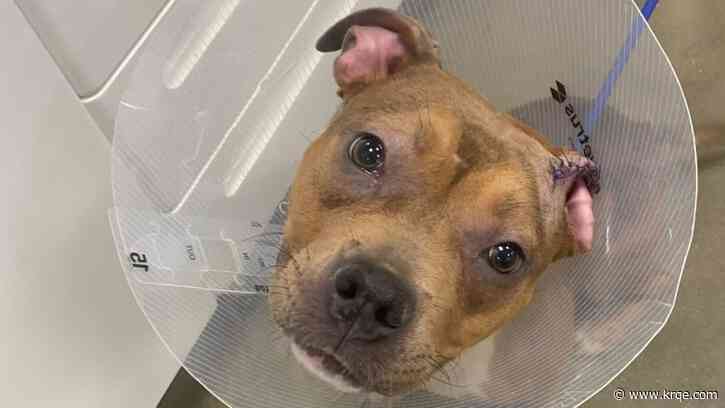 Pup beaten in car has broken bones, human bite mark