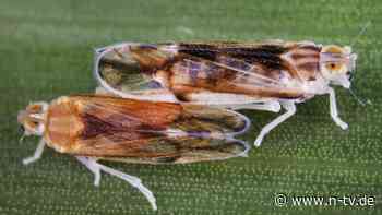 Glasflügelzikade bedroht Anbau: Notfallzulassung: Bundesamt gibt Pflanzenschutzmittel frei