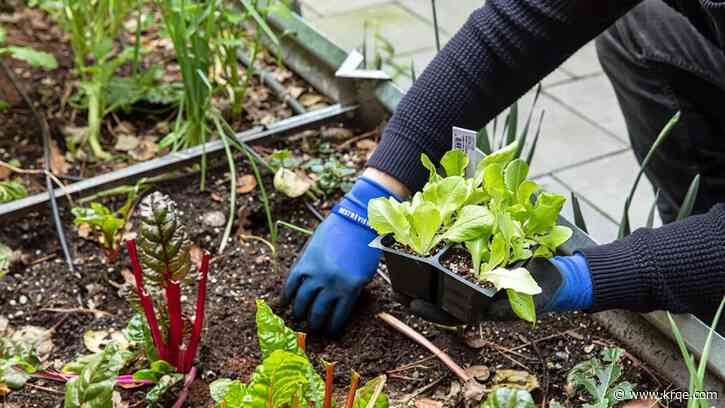 POLL: What are New Mexicans planting in their gardens this year?