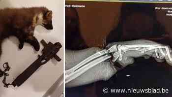 Marter vast in vossenklem: “Zijn poot was verbrijzeld, inslapen was de enige optie”