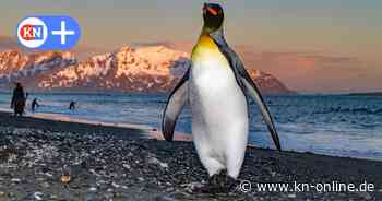 Niemand ist vor Trumps Zöllen sicher - nicht einmal Pinguine