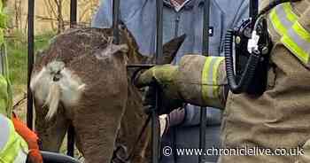 Deer stuck in iron gate 'squealed like a baby' as neighbours and firefighters battled to save it