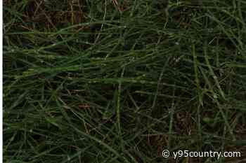 City Of Cheyenne Yard Waste Program To Resume Soon