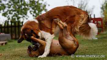 Streitende Hunde richtig trennen: Hundeprofi nennt die besten Tipps für ein sicheres Eingreifen