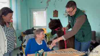 Alpakas im Pflegeheim: Eine Abwechslung im Alltag