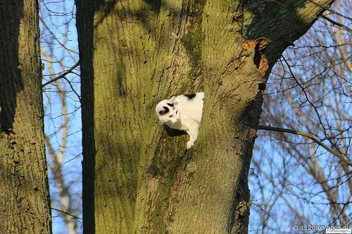 Kat in boom veroorzaakt reddingsactie, maar kiest eigen ontsnapping