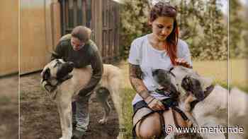 „Ist im Tierheim alt geworden“: Hund Alfi wartet seit Jahren auf neues Zuhause