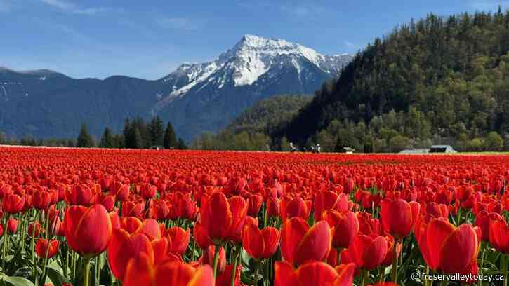 Canada’s largest tulip festival farm experience to open soon in Agassiz