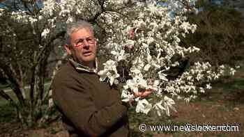 Waarom de magnolia’s in jouw tuin zo lang mooi blijven