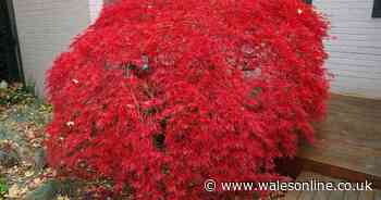 Gardening expert issues warning to anyone with certain tree in their garden