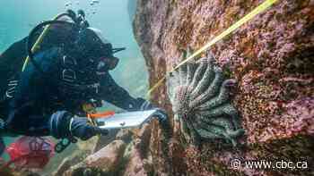 These sea stars were nearly wiped out — but B.C. researchers say fiords provided refuge