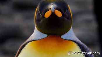 Look, no patches! Why Chainguard OS might be the most secure Linux ever